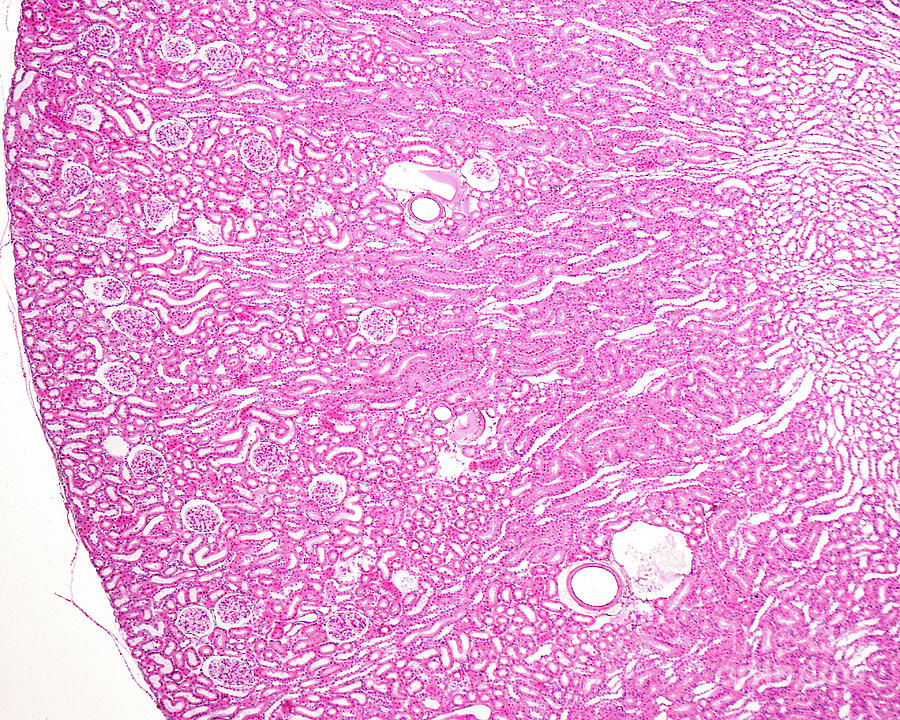 Kidney Cortex #1 Photograph by Jose Calvo / Science Photo Library