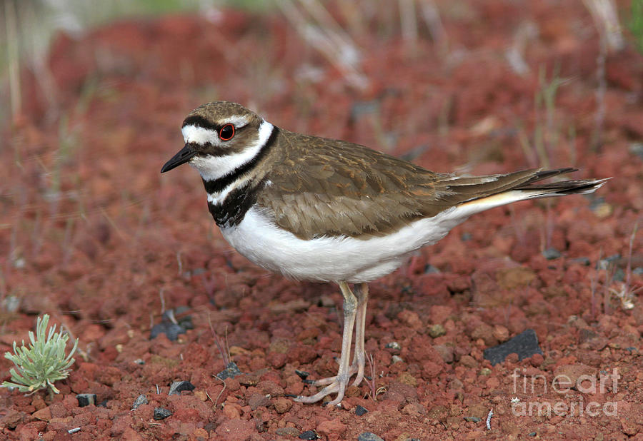 Killdeer #1 Photograph by Gary Wing