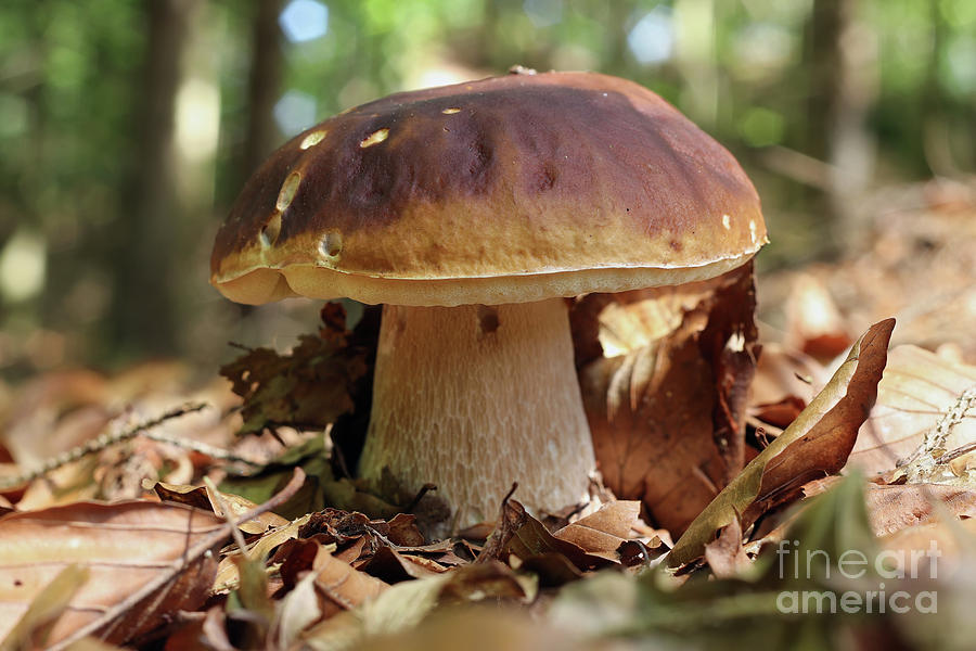 King boletus - edible mushroom #1 Photograph by Michal Boubin