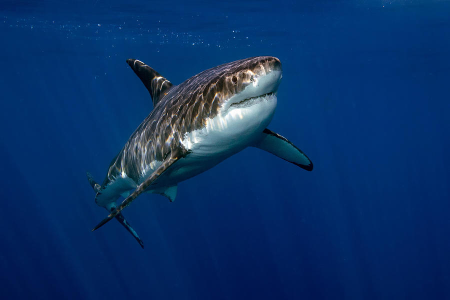 Jaws Photograph - King Of The Blue #1 by Andrea Izzotti