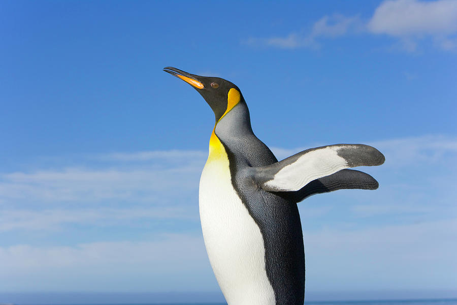 King Penguin Aptenodytes Patagonicus Photograph by Eastcott Momatiuk