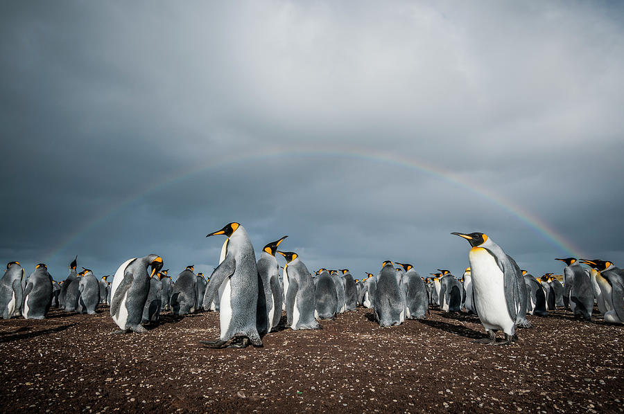King Penguin Colony Under Rainbow #1 Photograph by Tui De Roy