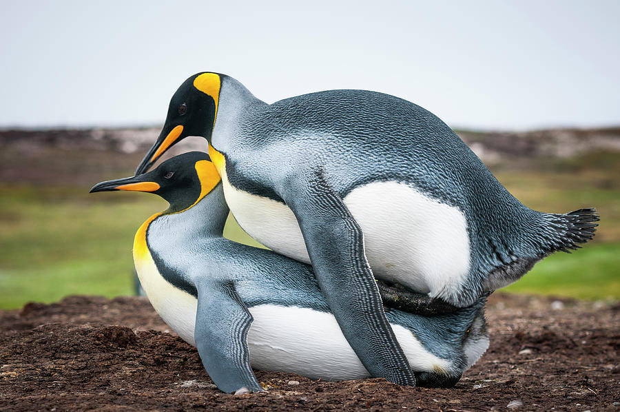 King Penguin Pair Mating, Falklands #1 Photograph by Tui De Roy
