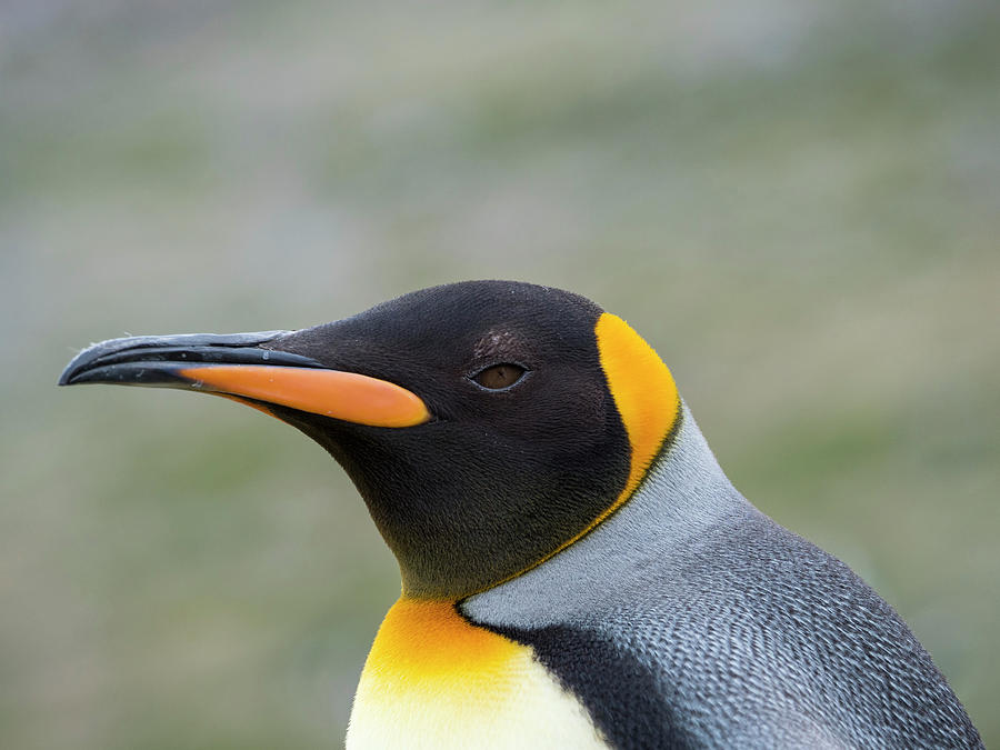 King Penguin Rookery In St Photograph by Martin Zwick - Fine Art America