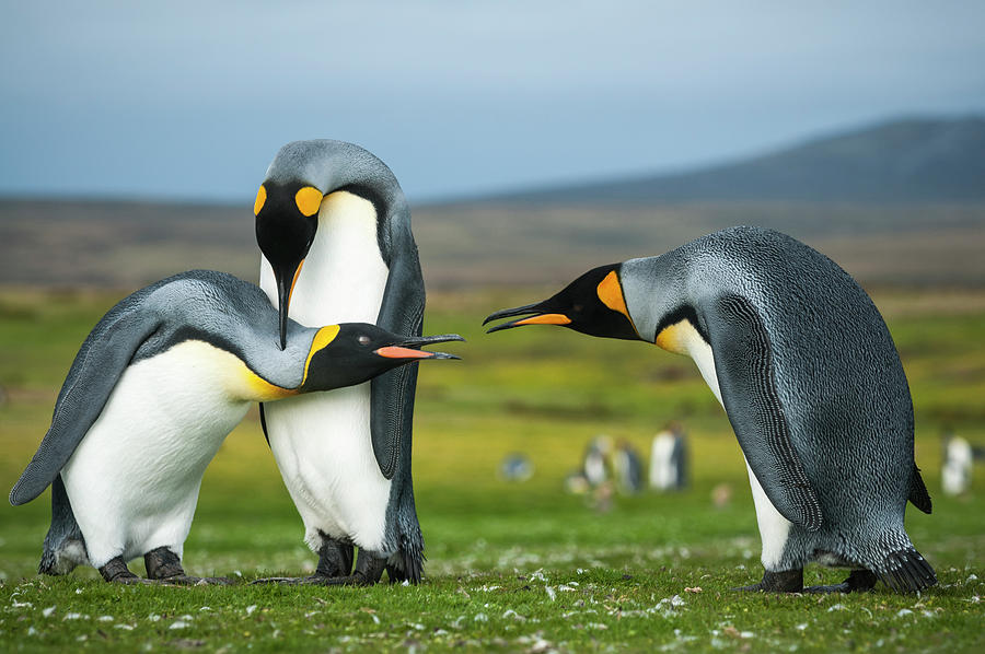 King Penguin Trio Courting #1 Photograph by Tui De Roy