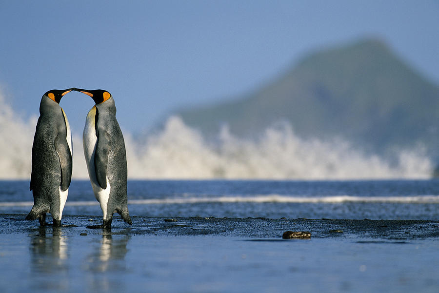 King Penguins Aptenodytes Patagonicus #1 Photograph by Paul Souders