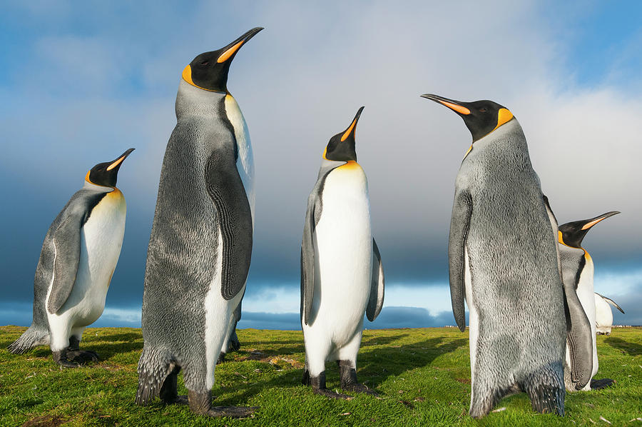 King Penguins At Volunteer Beach #1 Photograph by Tui De Roy