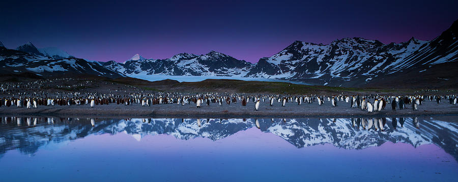 King Penguins In A Breeding Colony Photograph by Mint Images - Art Wolfe