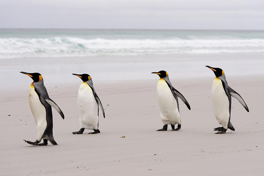 King Penguins #1 Photograph by Michael Leggero