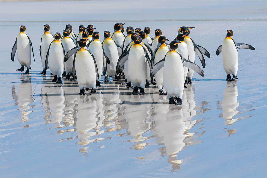 King Penguins On Volunteer Beach #1 Photograph by Tui De Roy
