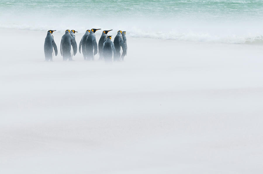 King Penguins On Windy Beach #1 Photograph by Tui De Roy