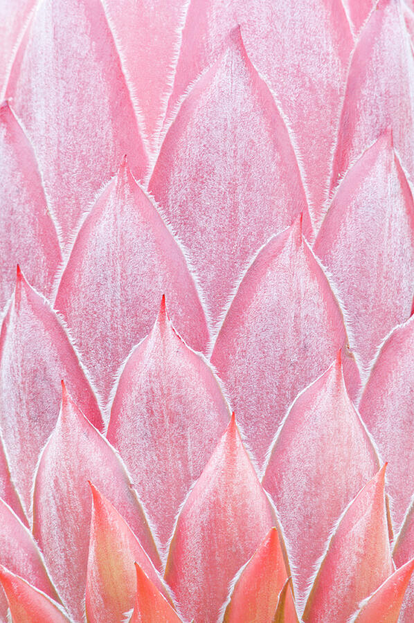 King Protea Bud Close-up Detail. Maui, Hawaii #1 Photograph by Rob Tilley / Naturepl.com King Protea Bud Close-up Detail. Maui, Hawaii #1 Photograph by Rob Tilley / Naturepl.com