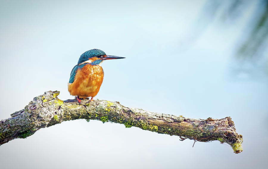 Kingfisher #1 Photograph by Ian Merton - Fine Art America