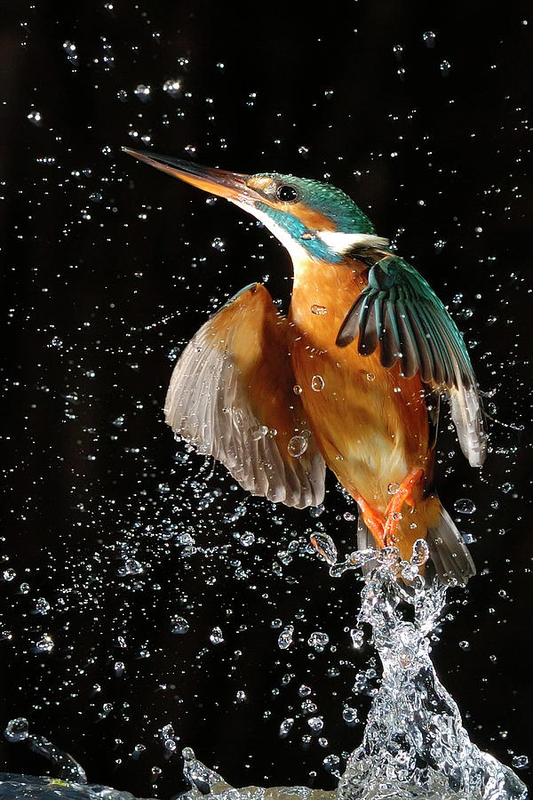 Kingfisher #1 Digital Art by Manfred Delpho