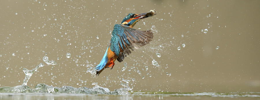 Kingfisher #1 Photograph by Mikemcken