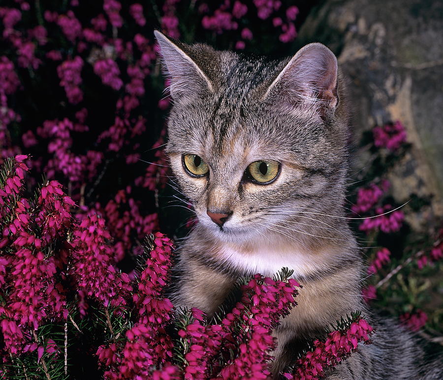 Kitten In Garden #1 Digital Art by Robert Maier