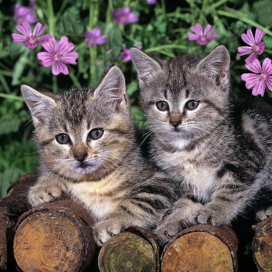 Kittens In Garden #1 Digital Art by Robert Maier