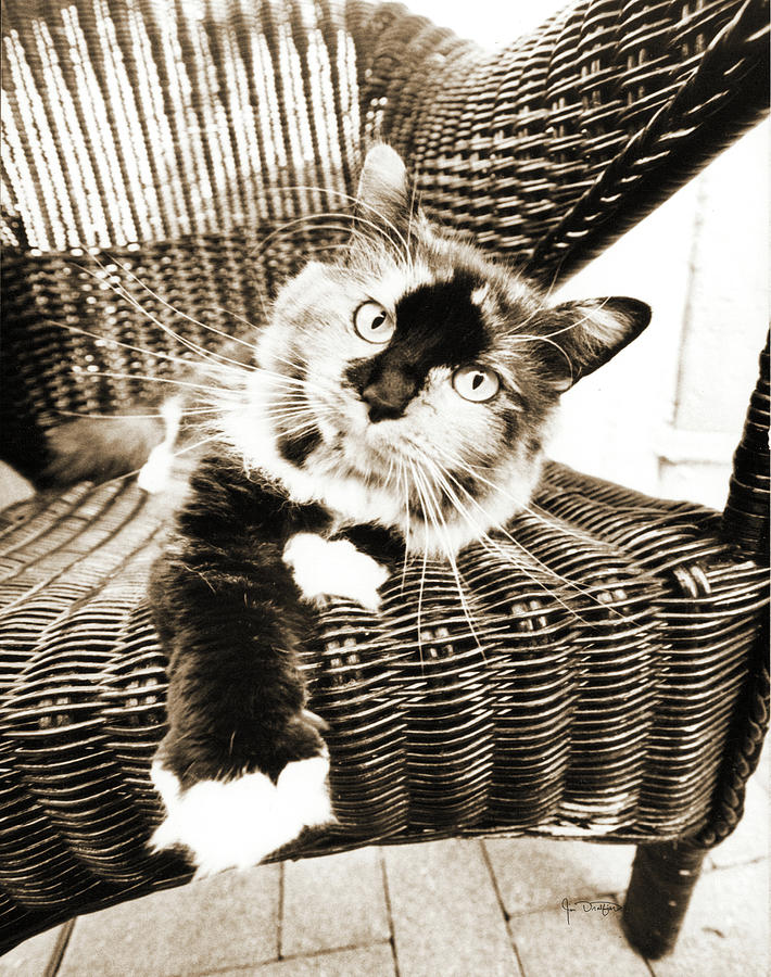 Animal Photograph - Kitty Iv by Jim Dratfield Animal Photograph - Kitty Iv by Jim Dratfield
