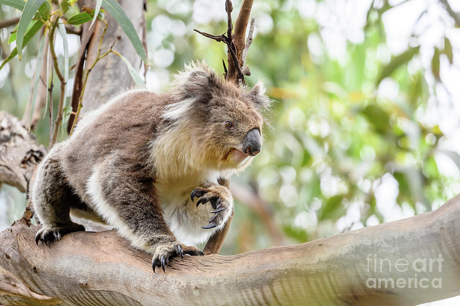 Koala In Tree #1 Photograph by Science Photo Library Koala In Tree #1 Photograph by Science Photo Library