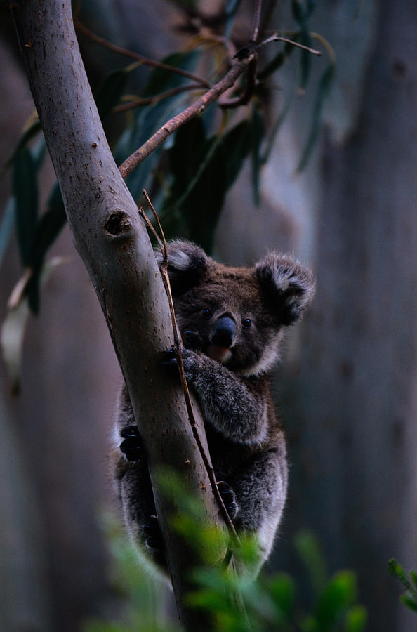 Koala Phascolarctos Cinereus On Tree #1 Photograph by Art Wolfe