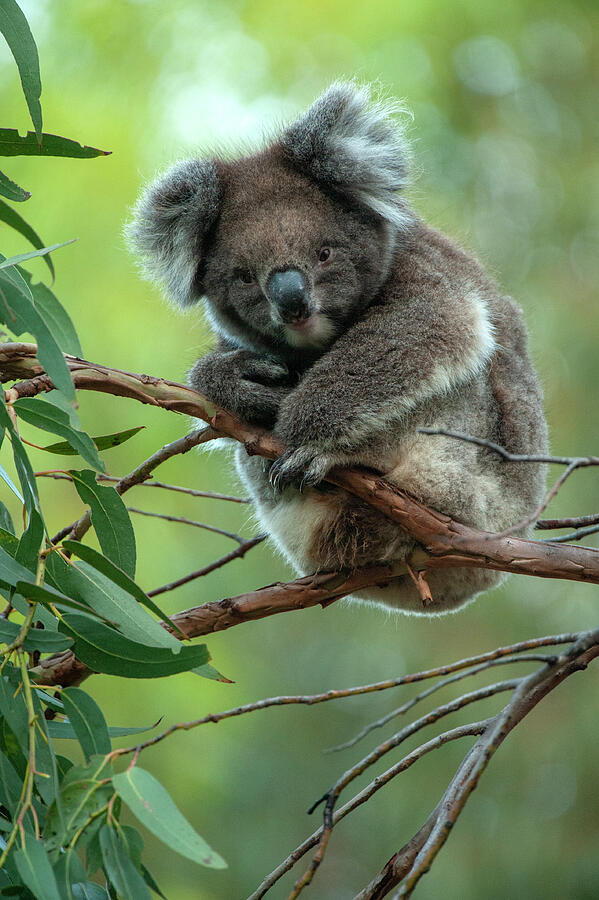 Koala Sitting In Manna Gum Tree, Kangaroo Island. #1 Photograph by Steven David Miller / Naturepl.com Koala Sitting In Manna Gum Tree, Kangaroo Island. #1 Photograph by Steven David Miller / Naturepl.com