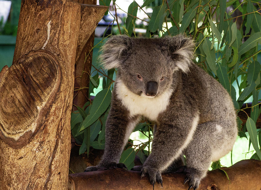 Koala #1 Photograph by Tania Read