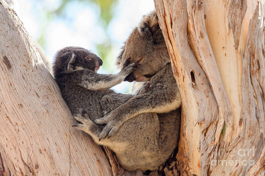 Koala Young And Mother #1 Photograph by Science Photo Library Koala Young And Mother #1 Photograph by Science Photo Library