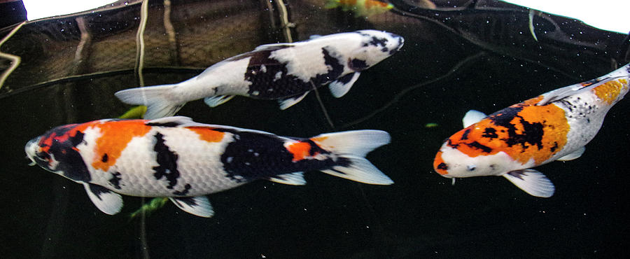 KOI 2018 1B by Phyllis Spoor KOI 2018 1B by Phyllis Spoor