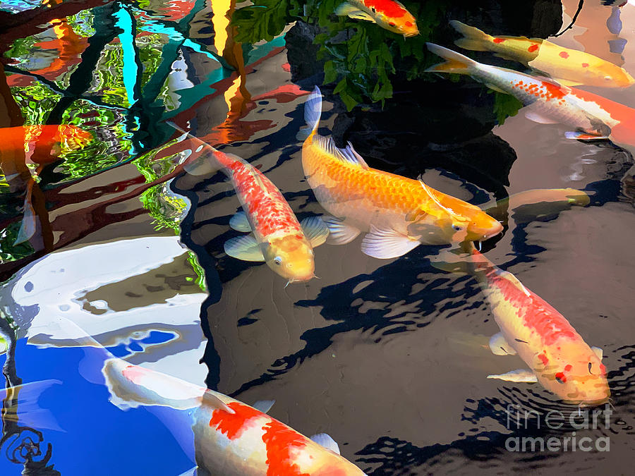 Koi fishes #1 Photograph by Laura Forde