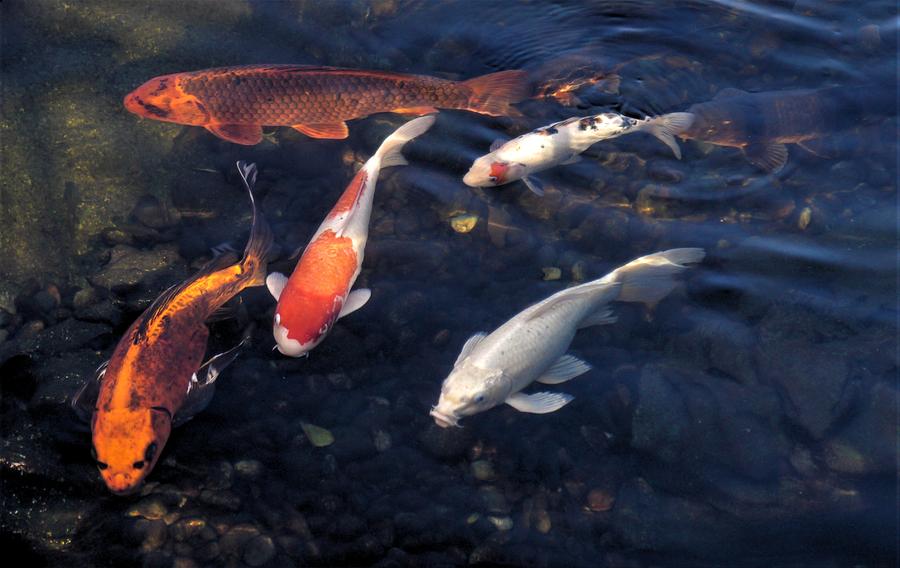 Koi Group #1 Photograph by Peter Mooyman