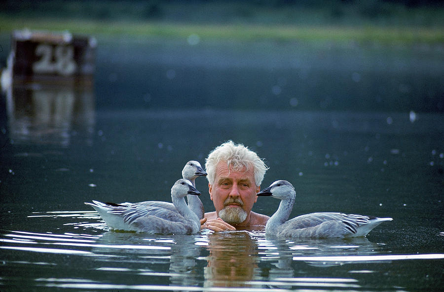 Konrad Lorenz Swims With Geese #1 Photograph by Nina Leen