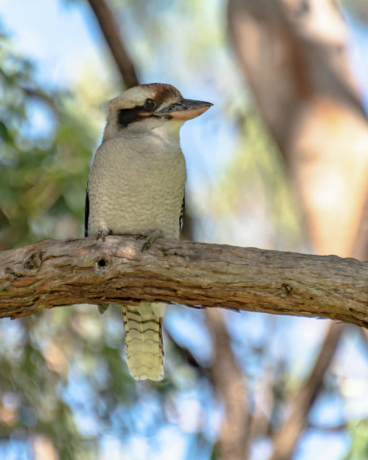 Kookaburra in gum tree by Merrillie Redden Kookaburra in gum tree by Merrillie Redden