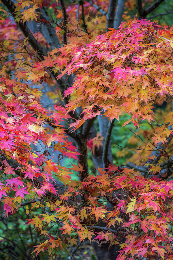 Kubota Japanese Maple #1 Photograph by Emerita Wheeling