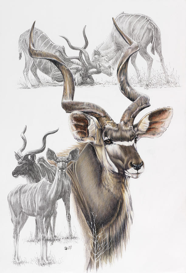 Kudu Painting - Kudu #1 by Barbara Keith