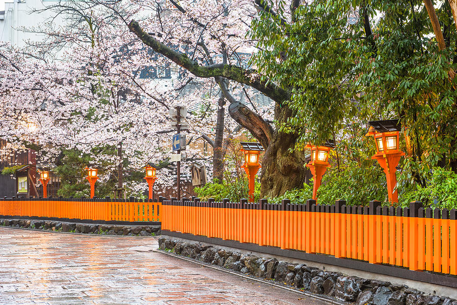 Tree Photograph - Kyoto, Japan Along Shirakawa Dori #1 by Sean Pavone
