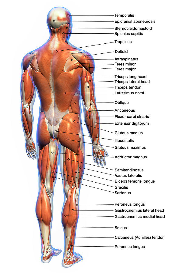 Labeled Anatomy Chart Of Full Body Male Photograph By Hank Grebe