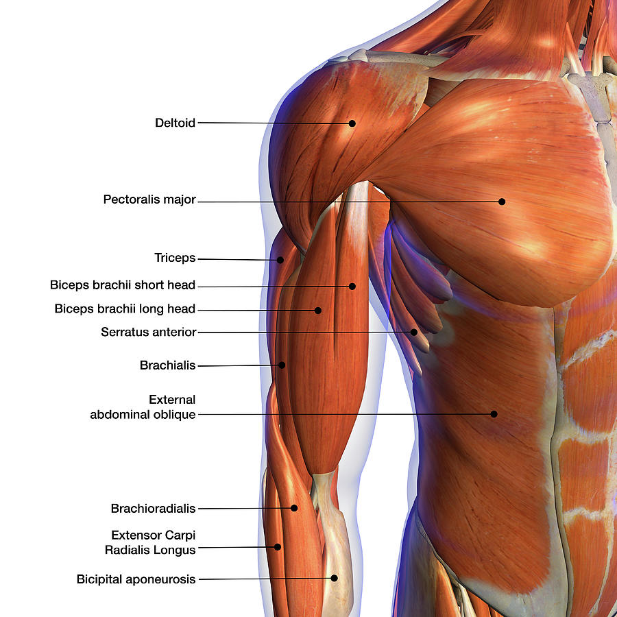 Elbow Photograph - Labeled Anatomy Chart Of Male Biceps #1 by Hank Grebe