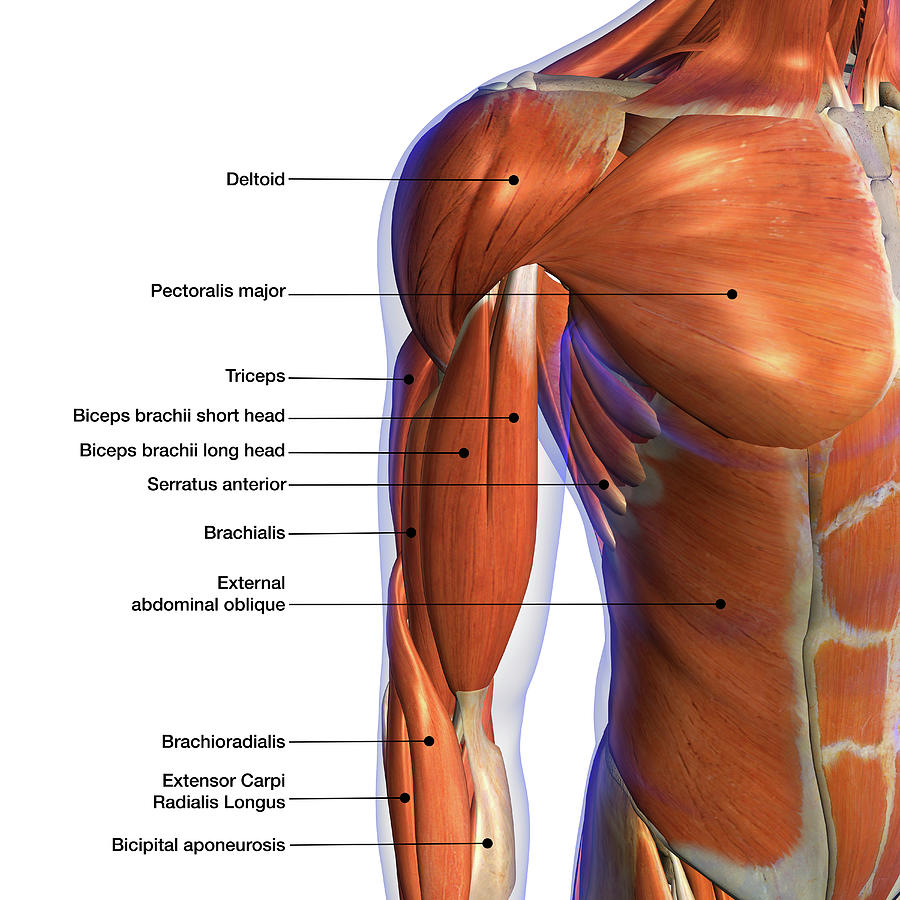 Labeled Anatomy Chart Of Male Lower By Hank Grebe Ubicaciondepersonas 