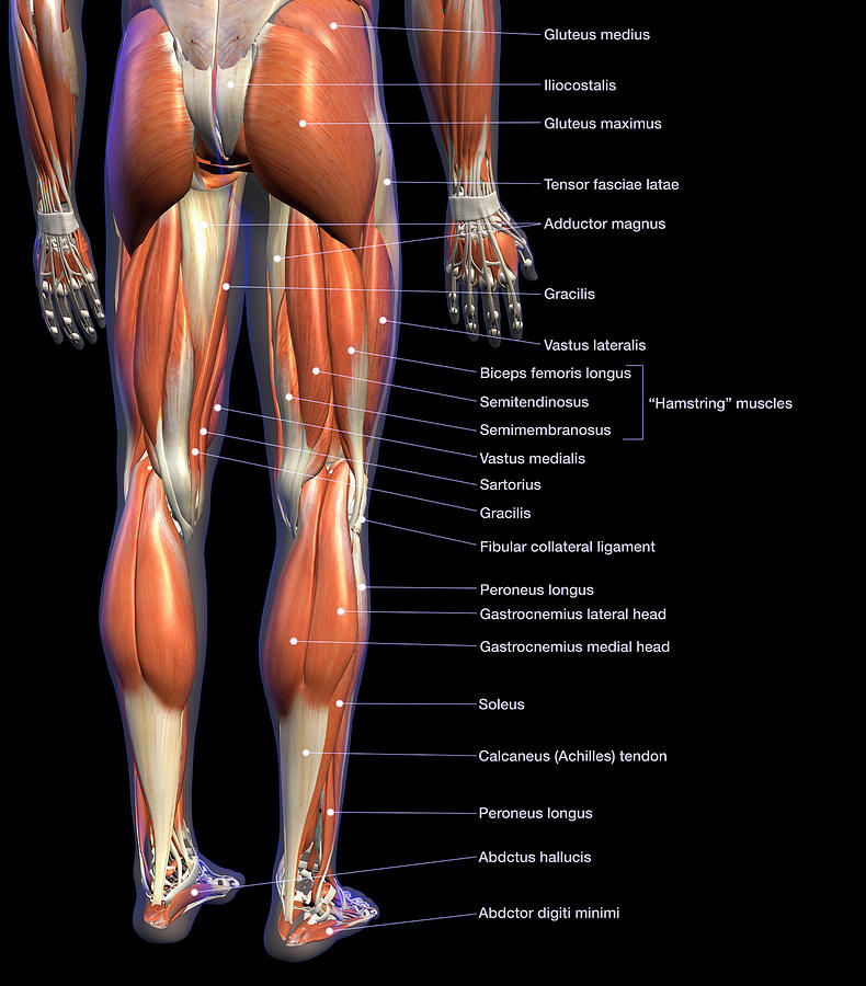 Labeled Anatomy Chart Of Male Leg Photograph By Hank Grebe