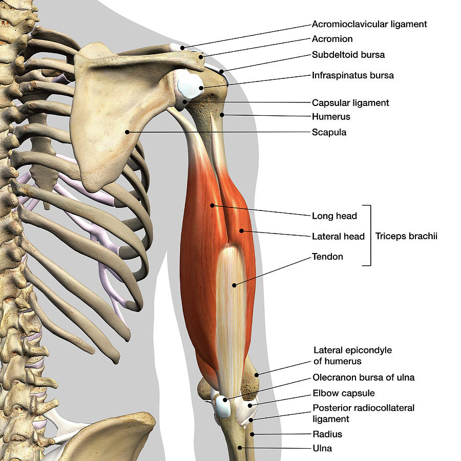 Labeled Anatomy Chart Of Male Triceps Photograph by Hank Grebe