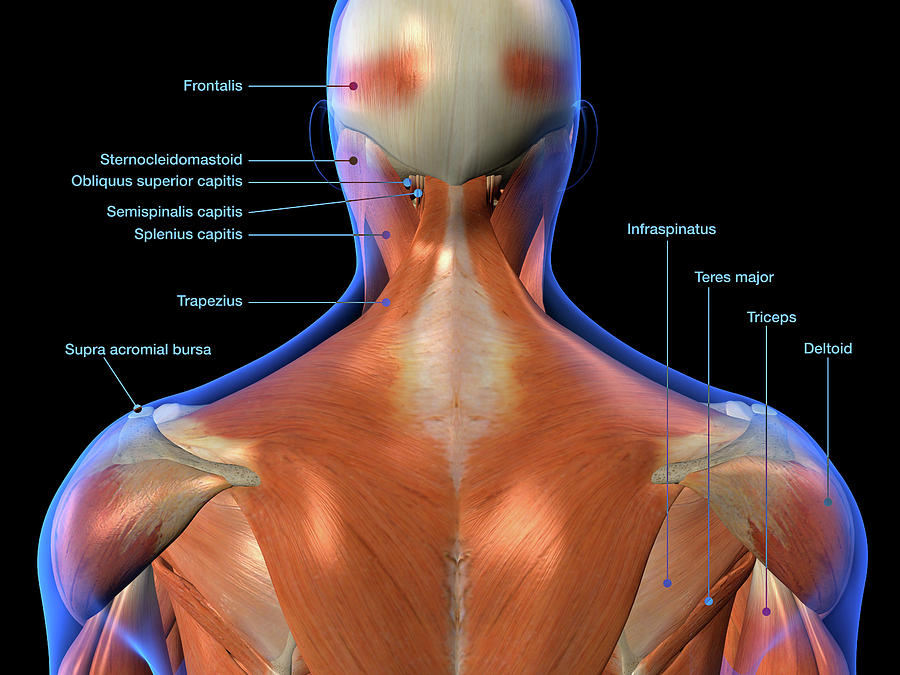 Labeled Anatomy Chart Of Neck And Back Photograph By Hank Grebe