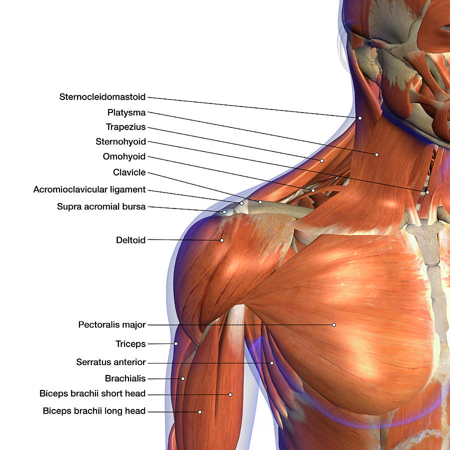 Neck Muscle Chart