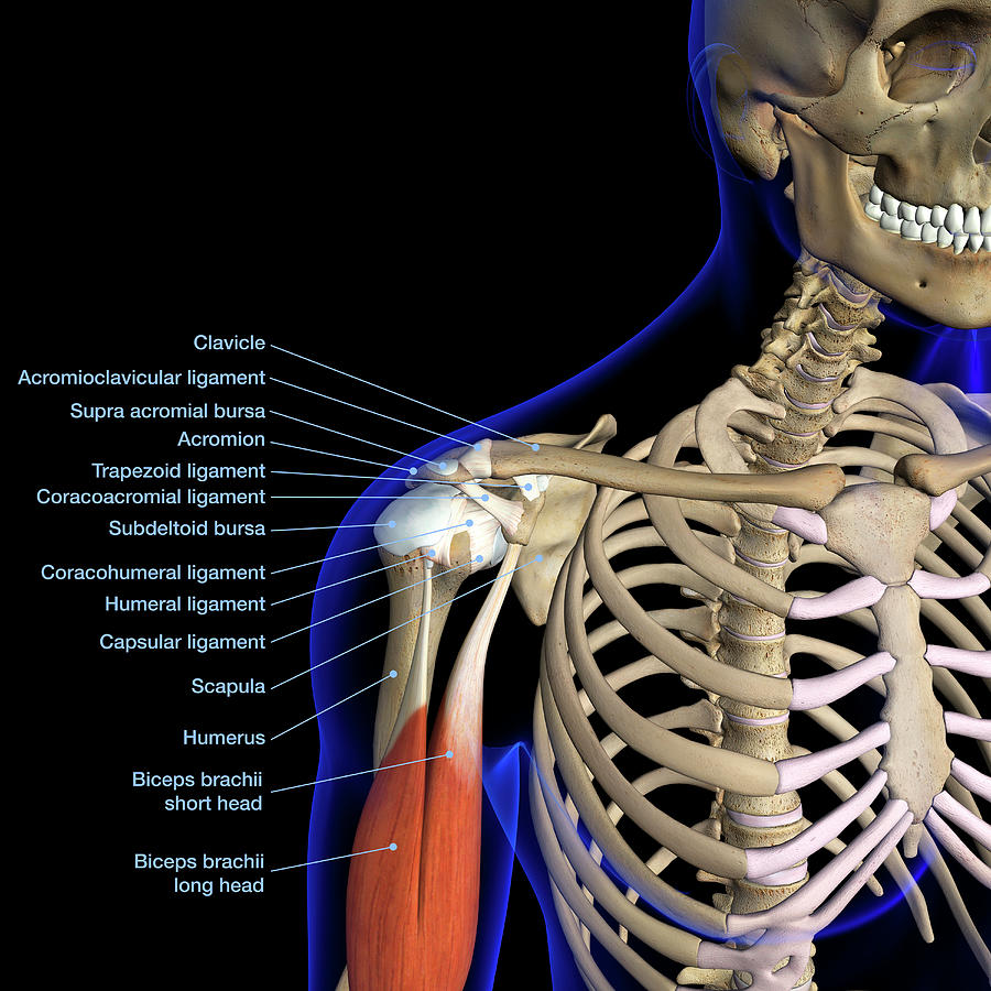 Skeleton Photograph - Labeled Anatomy Chart Of Shoulder #1 by Hank Grebe