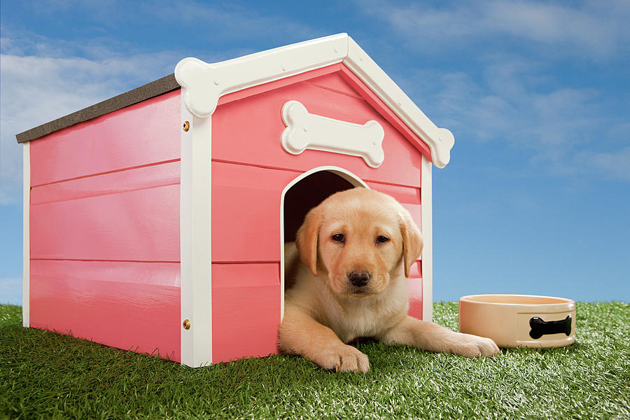 Labrador Puppy In Kennel Digital Art by Sebastian Marmaduke - Fine Art ...