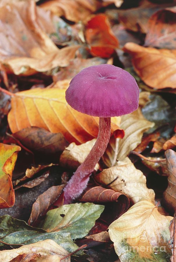 Laccaria Amethystea. #1 Photograph by John Wright/science Photo Library