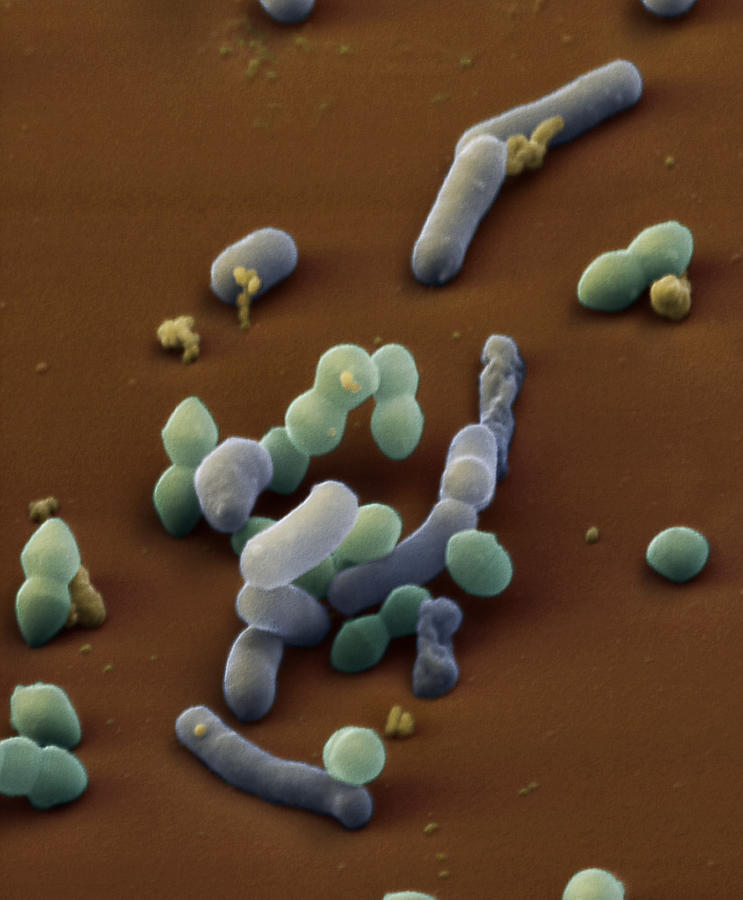 Lactic Acid Bacteria #1 Photograph by Meckes/ottawa