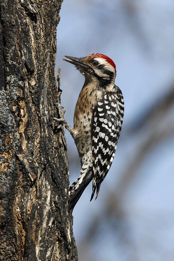Ladder-backed Woodpecker #1 Photograph by James Zipp