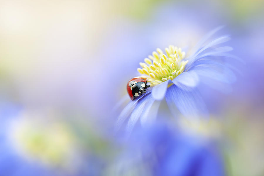 Ladybug Photograph - Lady In Blue #1 by Jacky Parker