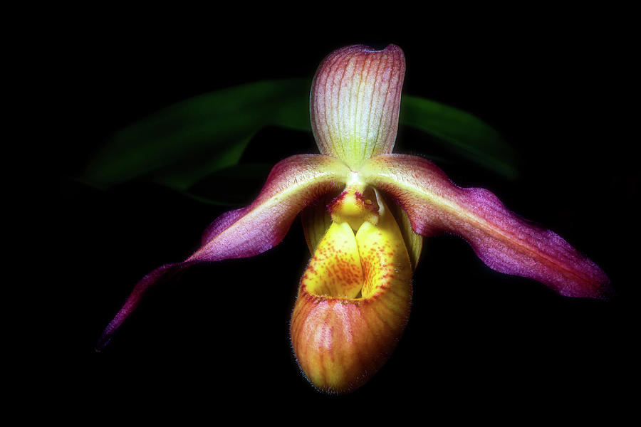 Lady Slipper by Cyndy Doty Lady Slipper by Cyndy Doty