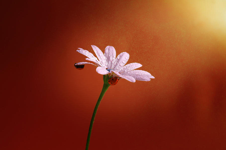 Ladybug Attached To A Flower Drinking Water #1 Photograph by Boutaiba Naoui